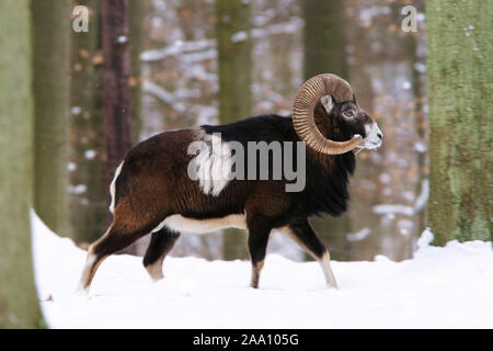 Europaeisches Mufflon (Ovis musimon) winterlichen im Wald / Muflone Europeo (Ovis musimon) in inverno nevoso forest Foto Stock