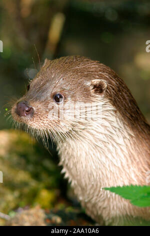 Europaeischer Fischotter (Lutra lutra), Gehegeaufnahme, Oberlausitz / Lontra europea (Lutra lutra), captive Foto Stock