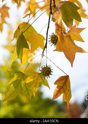 Dettaglio di liquidambar foglie autunnali con sfondo sfocato Foto Stock