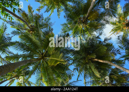 Rilassante e posa sotto le palme con foglie di colore verde chiaro e sunny blue sky. Palme sparare da sotto. Foto Stock