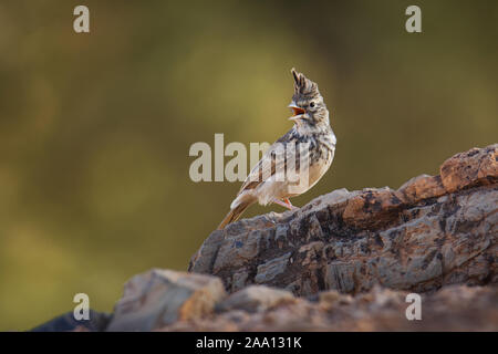 Thekla Lark - Galerida theklae razze della penisola iberica, Africa settentrionale, Africa sub-Sahariana dal Senegal alla Somalia, vita sedentaria (non-migratori) Foto Stock