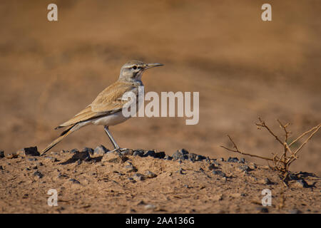 Maggiore upupa-lark - Alaemon alaudipes o bifasciated lark passerine bird, allevamento residente di zone aride, deserto e semi-deserto dal Capo Verde Isla Foto Stock