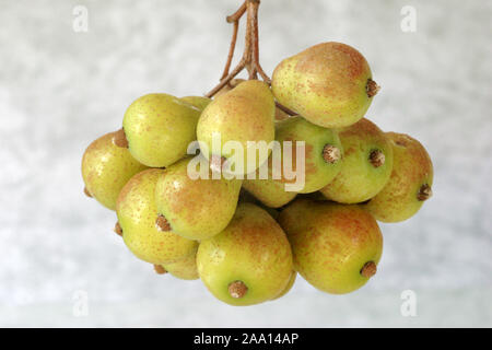 Speierlingsfrüchte (Sorbus domestica) / frutti dell'albero di servizio (Sorbus domestica) Foto Stock