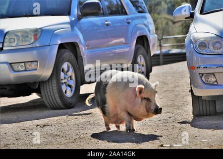 Maiale a piedi attraverso il parcheggio Foto Stock