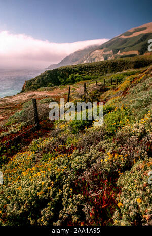 Con pomeriggio foschia sopra l'Oceano Pacifico sullo sfondo, la luce del sole risplende sulla vegetazione costiera in Big Sur area della California centrale costa. Foto Stock