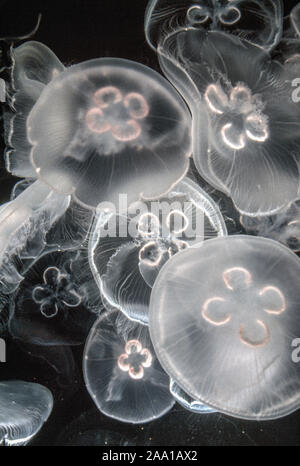 Luna Medusa (Aurelia Aurita) pulsano in un acquario in Los Angeles, CA. Foto Stock