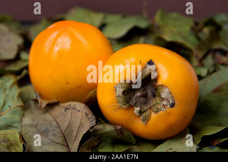 Close-up di una coppia di cachi maturi che vengono essiccati su foglie di persimmon Foto Stock