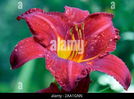 Rosso e Giallo Giglio asiatico in estate nel Nuovo Messico presso i giardini botanici Foto Stock