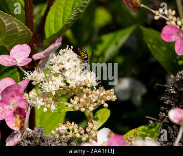 Colline di sabbia Hornet sul fiore di ortensie. Foto Stock
