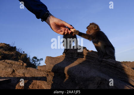 Bali, Indonesia. Xviii oct, 2019. Un uomo è visto l'alimentazione di una scimmia a la vetta del monte Batur in Bali durante il sunrise.Ogni giorno centinaia di persone salire Mount Batur per guardare il sorgere del sole. Mount Batur è un vulcano attivo situato nell'isola di Bali in Indonesia e la sua ultima eruzione è stata registrata nel 2000 e il suo picco più alto si trova a 1717 metri (5,633 ft.) sopra il livello del mare dove la gente può avere panorami mozzafiato del Lago Batur, Mount Abang e Gunung Agung. Quando il tempo lo permette è possibile vedere il Monte Rinjani, un vulcano attivo sulla vicina Isola di Lombok. Montaggio di arrampicata Foto Stock