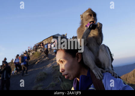 Bali, Indonesia. Xviii oct, 2019. Una scimmia è visto mangiare un pacchetto di caramelle sul retro di un escursionista presso la vetta del monte Batur in Bali durante il sunrise.Ogni giorno centinaia di persone salire Mount Batur per guardare il sorgere del sole. Mount Batur è un vulcano attivo situato nell'isola di Bali in Indonesia e la sua ultima eruzione è stata registrata nel 2000 e il suo picco più alto si trova a 1717 metri (5,633 ft.) sopra il livello del mare dove la gente può avere panorami mozzafiato del Lago Batur, Mount Abang e Gunung Agung. Quando il tempo lo permette è possibile vedere il Monte Rinjani, un vulcano attivo sulla vicina Foto Stock