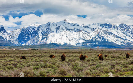 Mandria di bisonti pascolare nel prato in Grand Tetons National Park, Wyoming USA Foto Stock