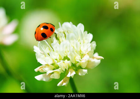 Ladybug e trifoglio bianco Foto Stock
