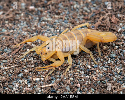 Femmina gravido Arizona corteccia scorpion, Centruroides sculpturatus, morph xeriche, sulla sabbia, vista di 3/4 Foto Stock