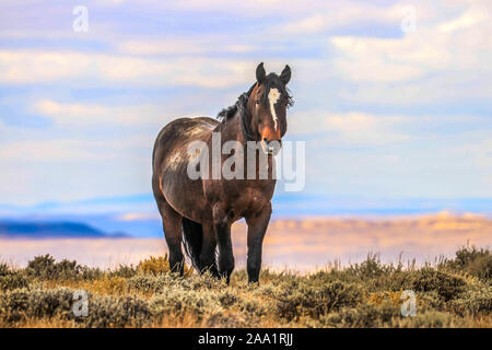 Ranch cavalli fuori West Foto Stock