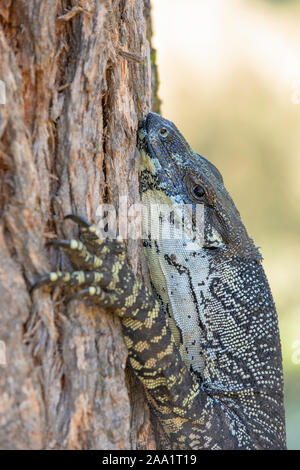 Monitor di pizzo (Varanus varius) salendo su un albero. Noto anche come un goanna. Foto Stock