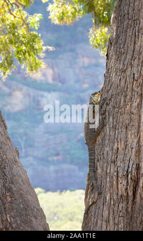 Monitor di pizzo (Varanus varius) salendo su un albero. Noto anche come un goanna. Foto Stock