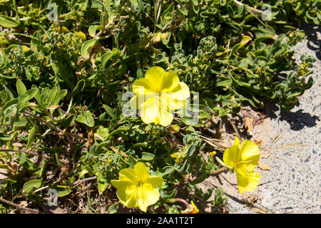 Luminose Camissoniopsis cheiranthifolia (spiaggia suncup o sulla spiaggia di enagra) con lo zafferano fiori gialli aggiunge colore alle dune di sabbia sulla spiaggia. Foto Stock