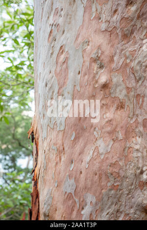 Corteccia modelli su un Angophora costata, un comune bosco e albero di foresta dell'Australia orientale. Strettamente correlati alla eucalytpus, questa specie è anche com Foto Stock