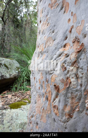Corteccia modelli su un Angophora costata, un comune bosco e albero di foresta dell'Australia orientale. Strettamente correlati alla eucalytpus, questa specie è anche com Foto Stock