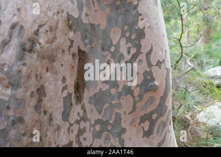 Corteccia modelli su un Angophora costata, un comune bosco e albero di foresta dell'Australia orientale. Strettamente correlati alla eucalytpus, questa specie è anche com Foto Stock