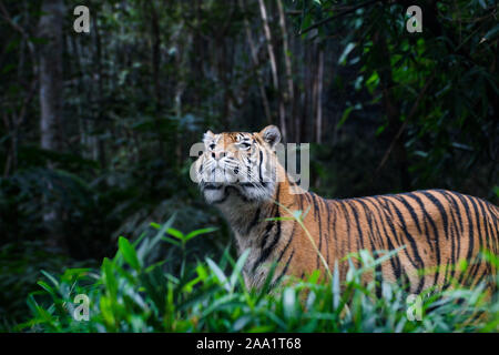 Femmina tigre di Sumatra (Panthera tigris sumatrae) Foto Stock