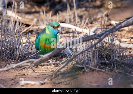 Australian Ringneck parrot (Barnardius zonarius) alimentazione sul terreno in outback Queensland. Noto anche come Mallee Ringneck. Foto Stock