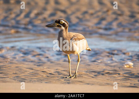 Spiaggia di pietra-curlew (Esacus magnirostris) noto anche come spiaggia thick-ginocchio su una spiaggia in Queensland, Australia Foto Stock
