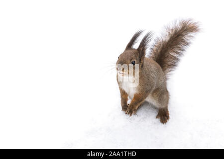 Curioso piccolo scoiattolo in piedi nella neve nel parco e alla ricerca di cibo Foto Stock