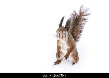 Lanuginoso rosso scoiattolo affamato alla ricerca per i dadi in inverno la foresta, closeup vista sul bianco della neve sullo sfondo Foto Stock