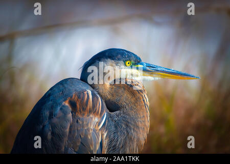 Airone blu seduto sulla spiaggia di St Andrews State Park. Close up, Yellow eye, becco lungo. Foto Stock