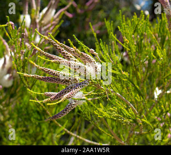 Candidi fiori di Australian Melaleuca linariifolia, neve in estate, stretto-lasciava paperbark, o lino-lasciava paperbark con fitta ampia cupola. Foto Stock