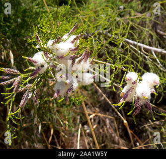 Candidi fiori di Australian Melaleuca linariifolia, neve in estate, stretto-lasciava paperbark, o lino-lasciava paperbark con fitta ampia cupola. Foto Stock