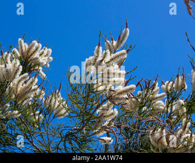 Candidi fiori di Australian Melaleuca linariifolia, neve in estate, stretto-lasciava paperbark, o lino-lasciava paperbark con fitta ampia cupola. Foto Stock