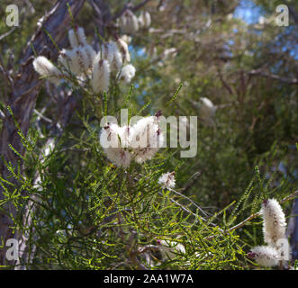 Candidi fiori di Australian Melaleuca linariifolia, neve in estate, stretto-lasciava paperbark, o lino-lasciava paperbark con fitta ampia cupola. Foto Stock