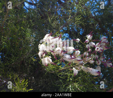 Candidi fiori di Australian Melaleuca linariifolia, neve in estate, stretto-lasciava paperbark, o lino-lasciava paperbark con fitta ampia cupola. Foto Stock