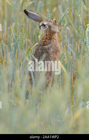 Unione brown, lepre Lepus europaeus Foto Stock