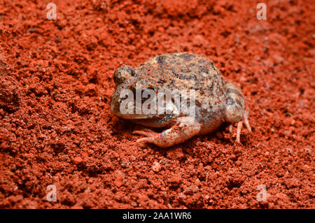 Scavando rana, Sphaerotheca sp di Pune, Maharashtra, India Foto Stock