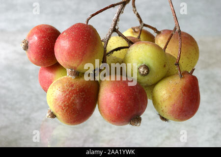 Speierlingsfrüchte (Sorbus domestica) / frutti dell'albero di servizio (Sorbus domestica) Foto Stock