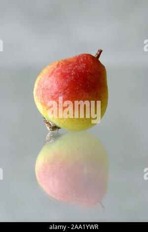 Speierlingsfrucht (Sorbus domestica) / frutto del servizio tree (Sorbus domestica) Foto Stock