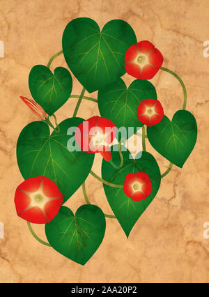 Ipomoea fiori sulla carta grungy Foto Stock