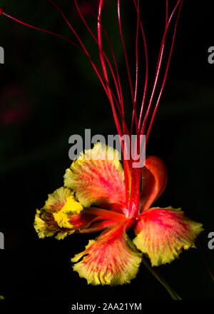 Loy fotografia chiave di un pavone fiore in piena fioritura in stretto close up Foto Stock