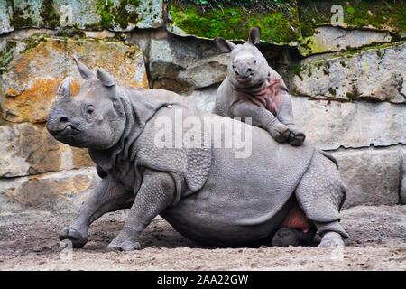 La madre e il bambino il rinoceronte indiano nella foresta Foto Stock