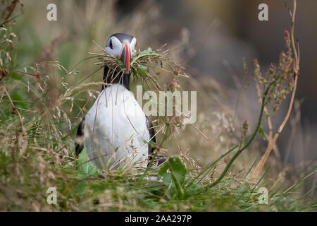 Papageitaucher, Papageientaucher, Papagei-Taucher, Fratercula arctica, Atlantic puffini, puffini, comune puffini, Le Macareux moine, Vogelfels, Vogelfels Foto Stock