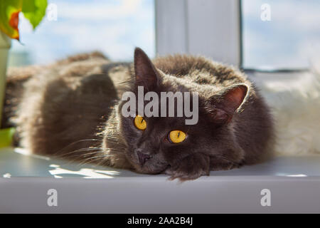Gatto grigio gatto Nebelung è sdraiato sul davanzale di casa. Foto Stock