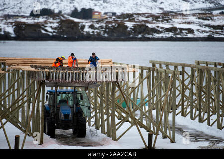 Lavoratori la preparazione di cod per essiccamento su cremagliere a Ramberg, Lofoten, Norvegia nel febbraio 2013. Foto Stock