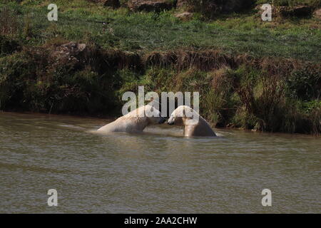 Gli orsi polari, Nobby & Nissan (Ursus maritimus) Foto Stock