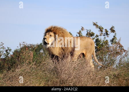 Maschio di leone ruggente Simba (Panthera leo) Foto Stock