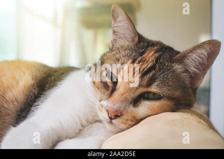 Assonnato gatta calico rilassa provare ad aprire gli occhi con una calda luce del sole durante il lunedì mattina. Foto Stock