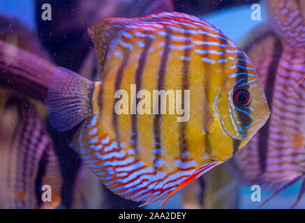 Pesce tropicale pescato selvatico in un serbatoio di pesce Foto Stock